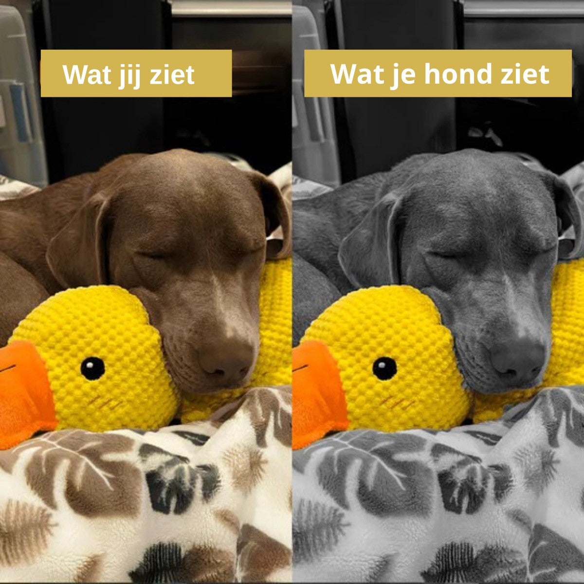 Brown dog asleep with its head on the duck, shown in colour and in greyscale 6