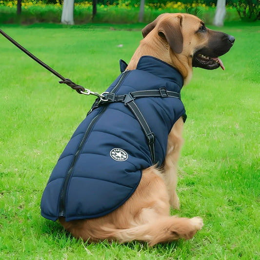 Large tan dog on a lead sitting on grass in the navy padded coat, seen from behind with zip and harness. 2