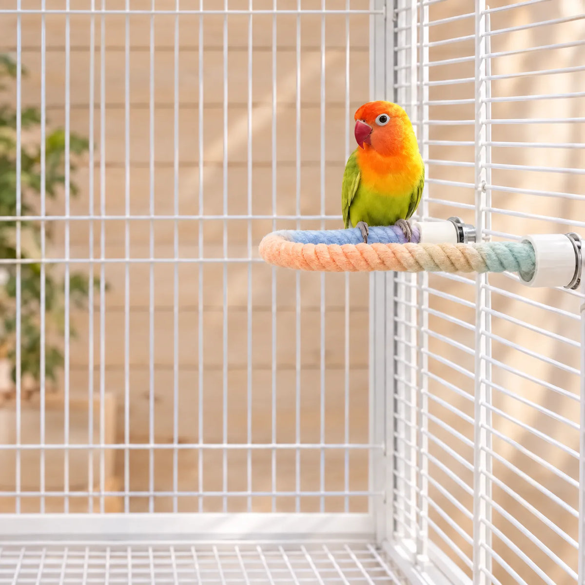 Small green and orange lovebird perched on the curved pastel rope perch, fixed inside a white cage. 2