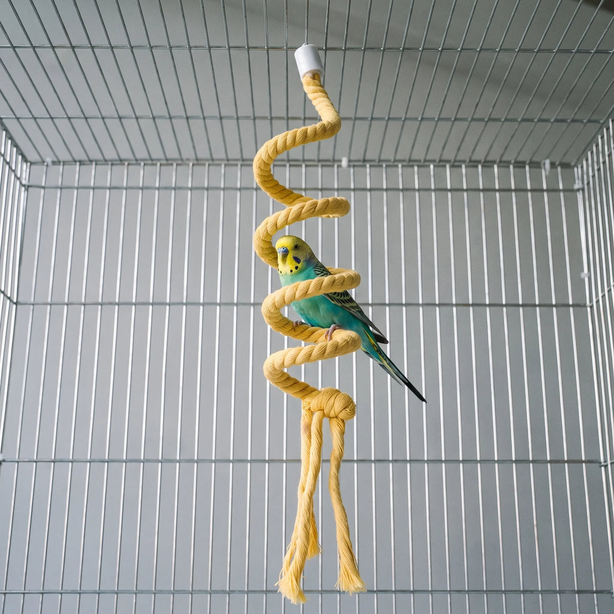 Budgerigar with a yellow head and turquoise body perching on the yellow spiral rope inside a wire cage. 2