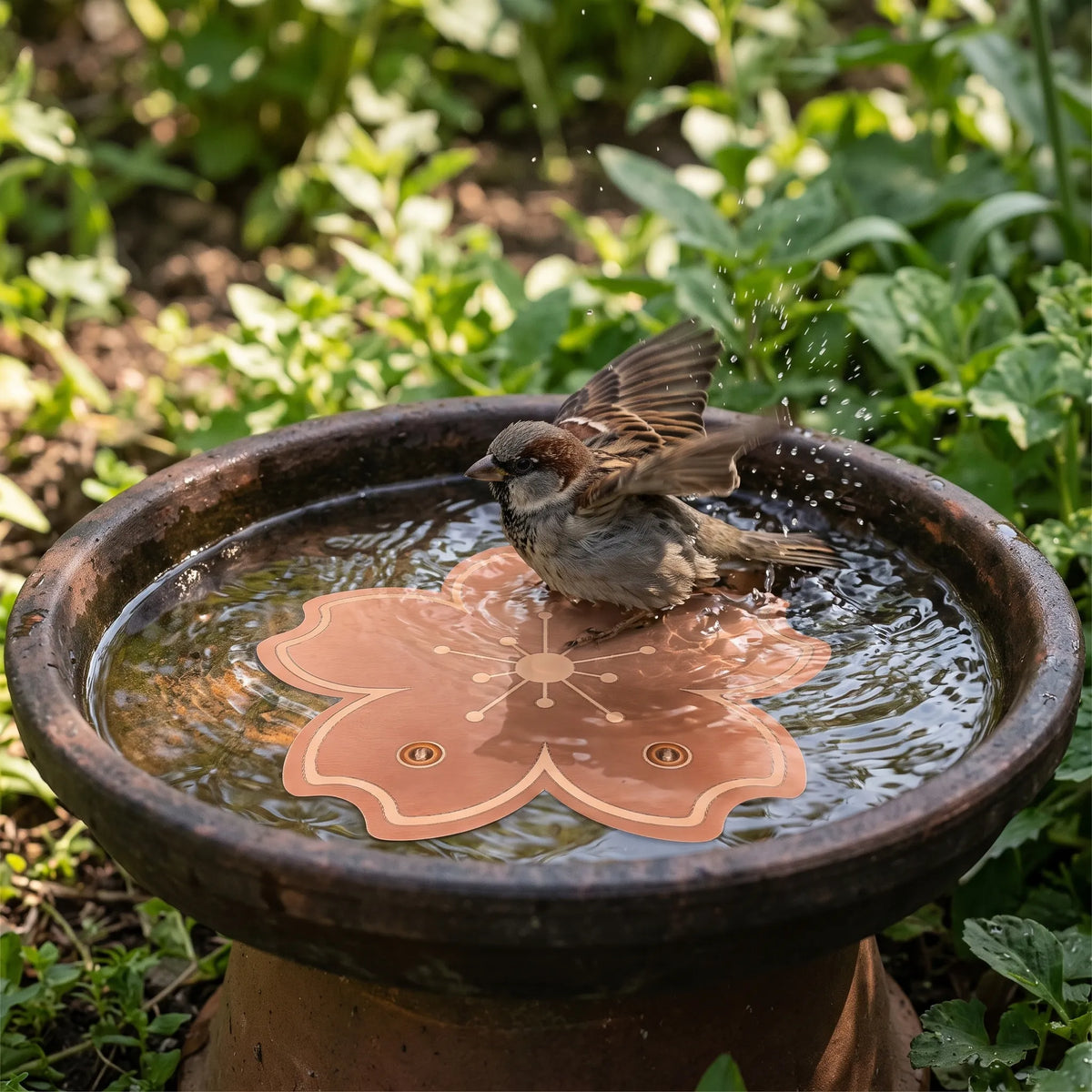 Sparrow splashing in a weathered terracotta bird bath with the copper-coloured blossom disc lying in the water, surrounded by garden foliage. 2