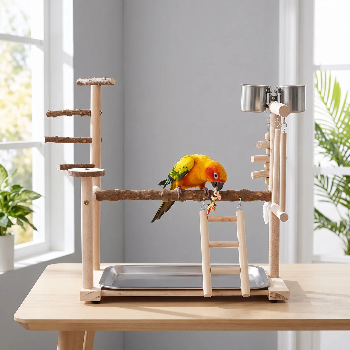 Yellow and orange parrot perched on the central branch of the wooden playground, set on a table beside a bright window. 2