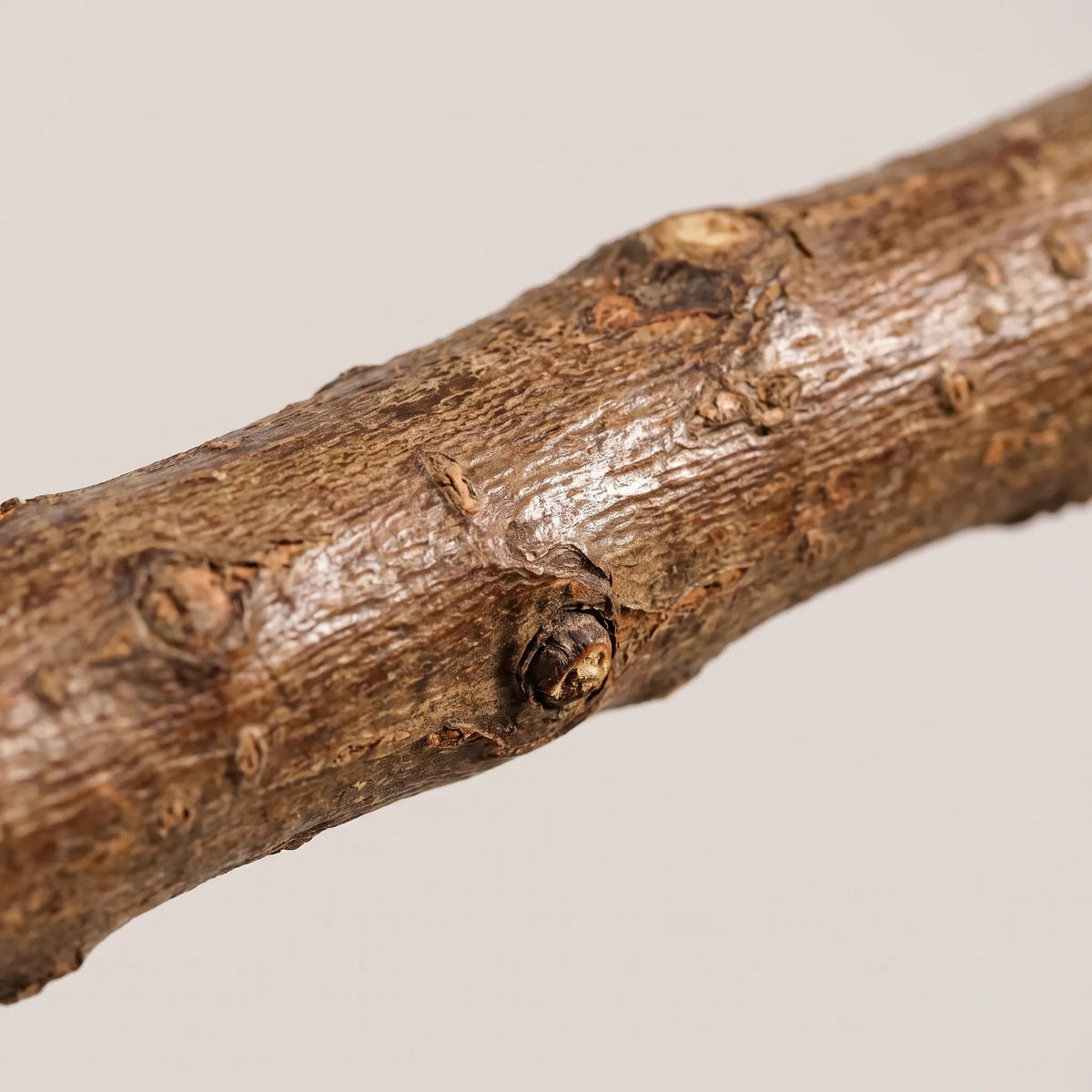 Close-up of a natural branch perch, showing its rough, knobbly bark texture and small knots. 3
