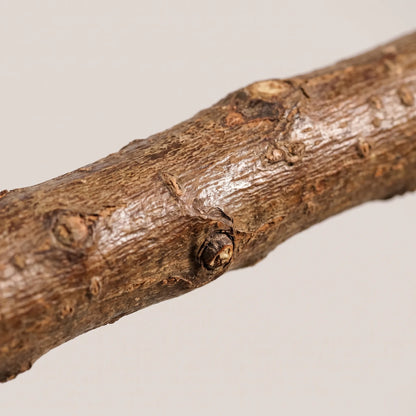 Close-up of a natural branch perch, showing its rough, knobbly bark texture and small knots. 3