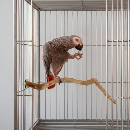 Grey parrot with a red tail holding a morsel in its claw while perched on the branch fixed inside a cage. 3