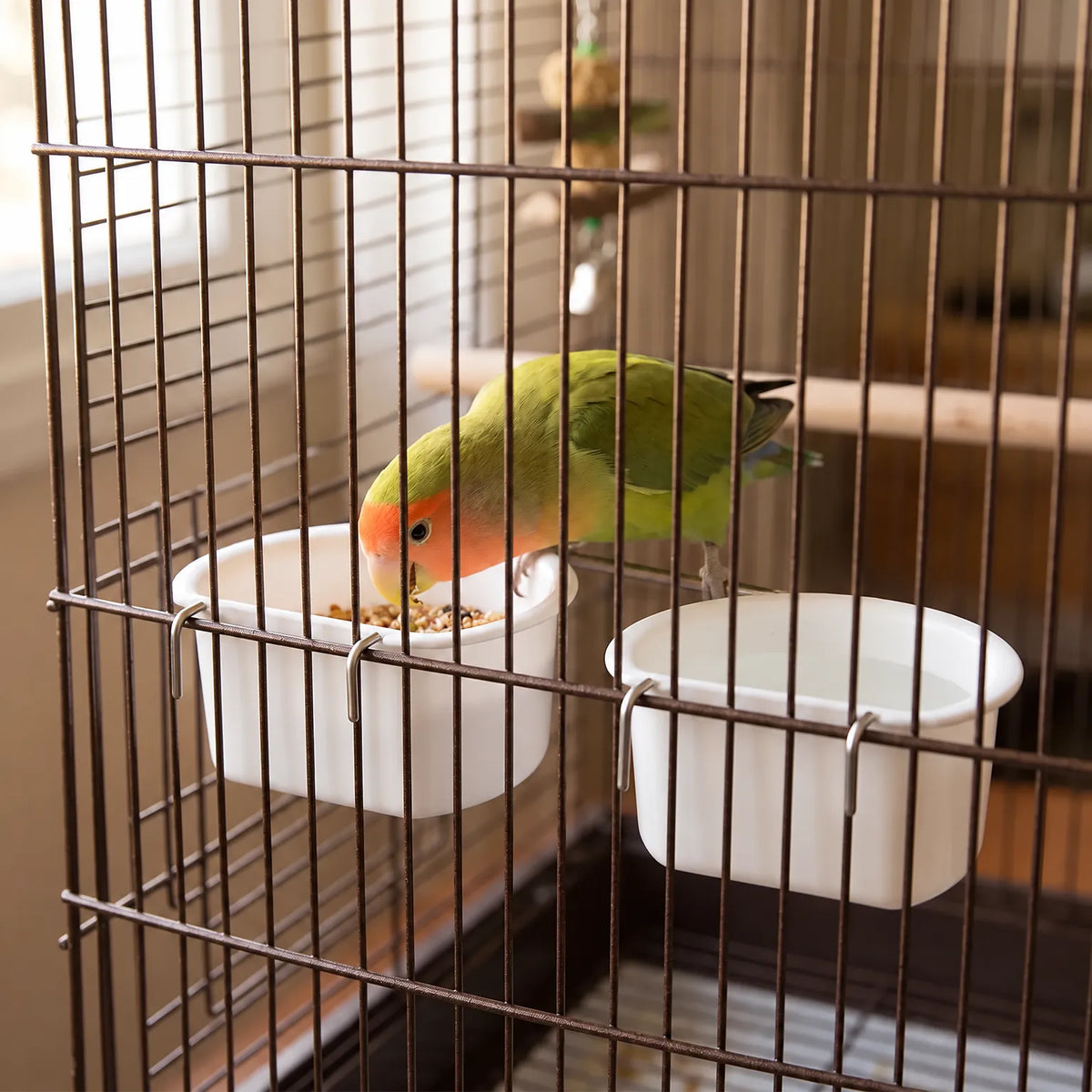 Two white bowls hooked onto the bars of a cage, with a green and orange lovebird eating seed from one. 2