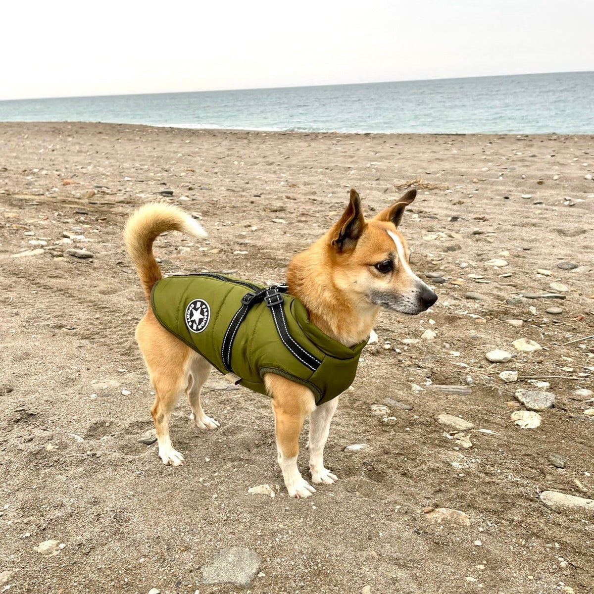 Small tan dog standing on a pebbly beach with the sea behind, wearing the green jacket with black harness straps and round patch. 10
