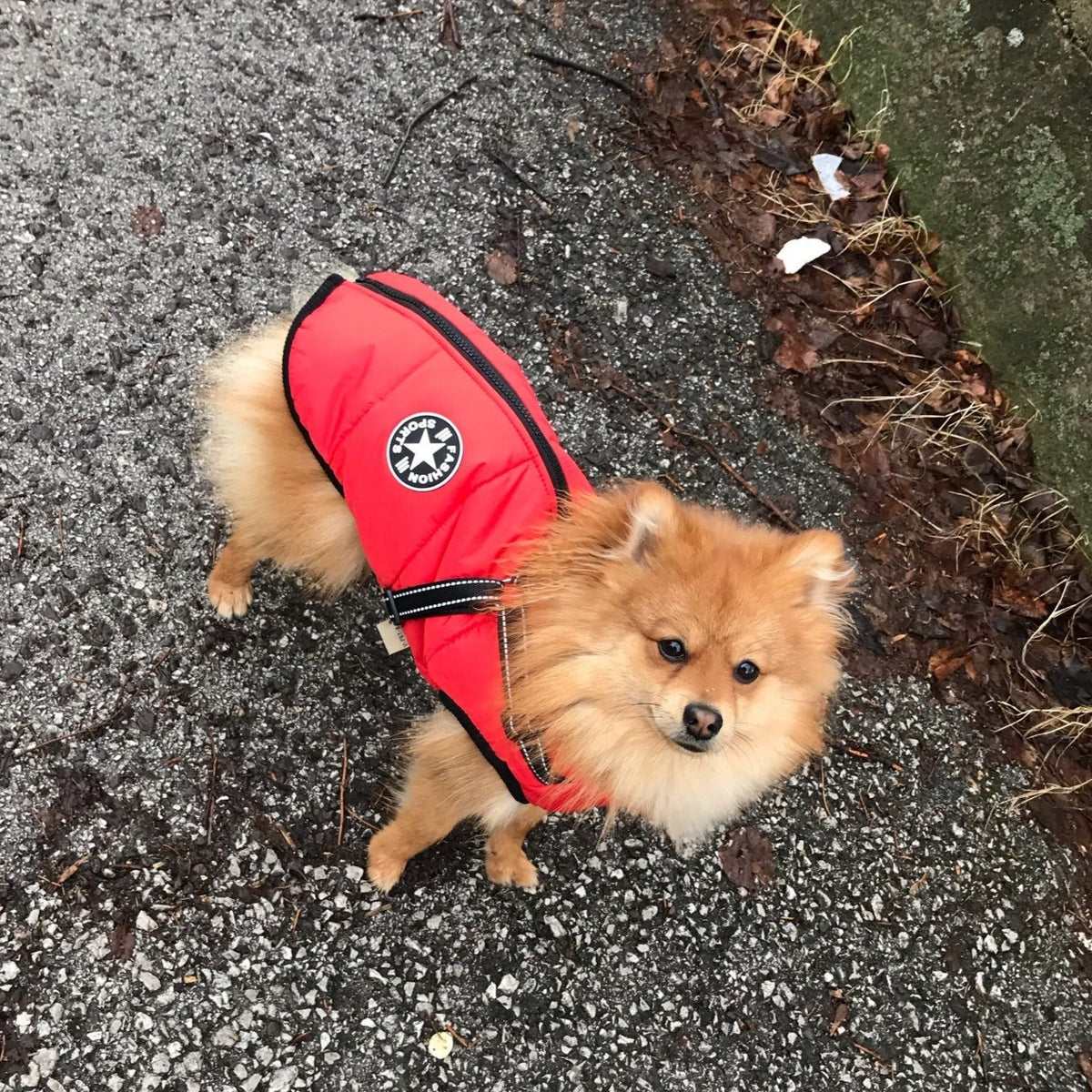 Fluffy Pomeranian looking up from a leafy path, wearing the red quilted jacket with black trim, round patch and harness strap. 11