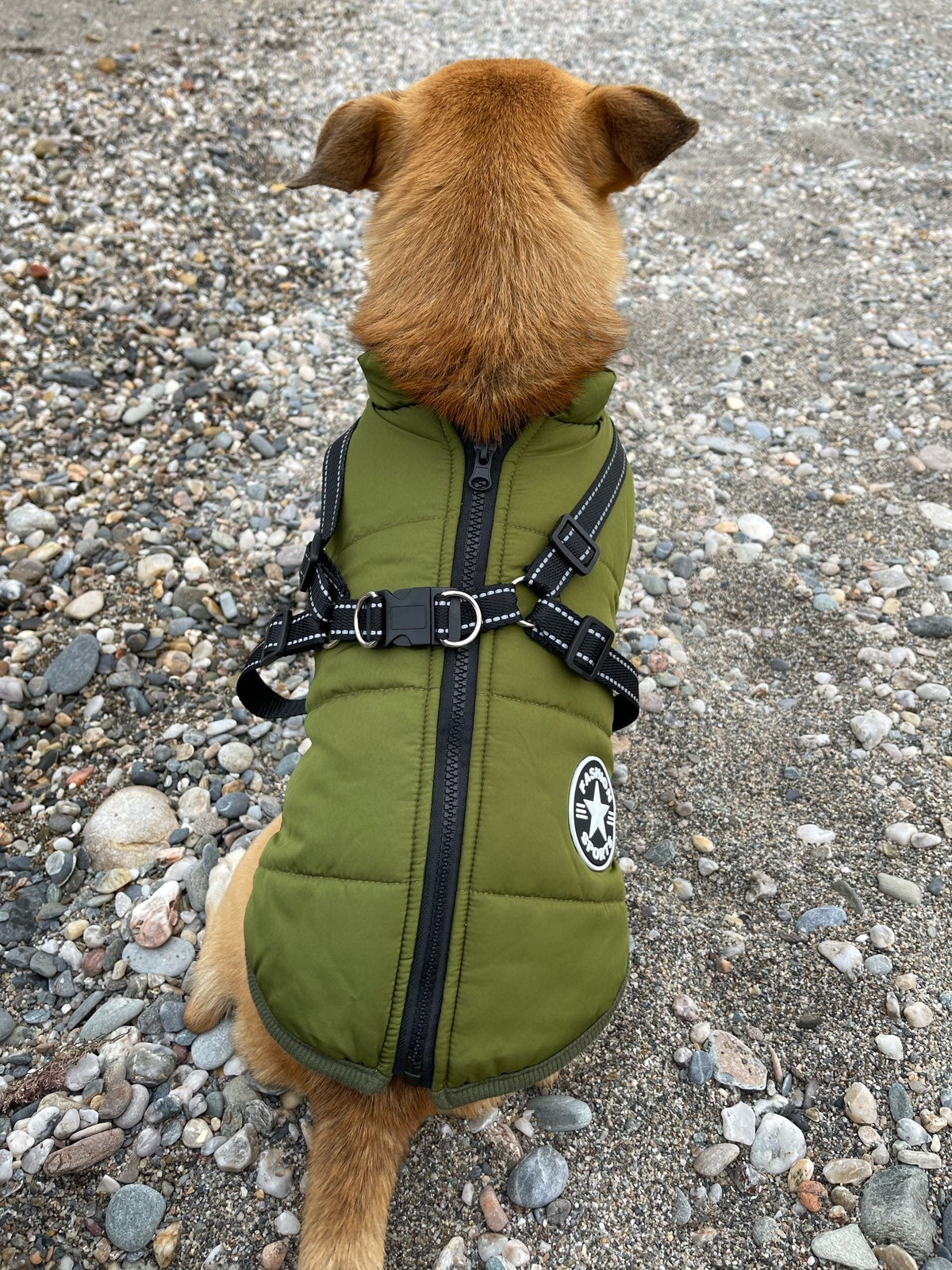 Rear view of a tan dog sitting on pebbles, wearing the green jacket with central zip, crossed reflective harness straps and a D-ring. 13