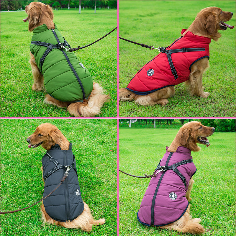Four-panel collage of a golden retriever on grass wearing the jacket in green, red, black and purple, each clipped to a lead. 3
