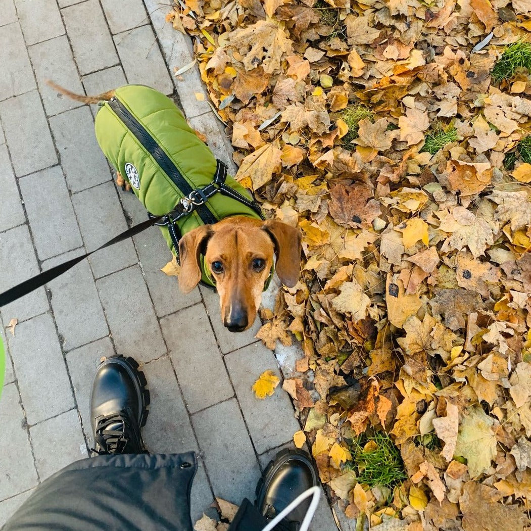 Dachshund looking up at the camera from a pavement edged with fallen leaves, wearing the green jacket with harness on a black lead. 7
