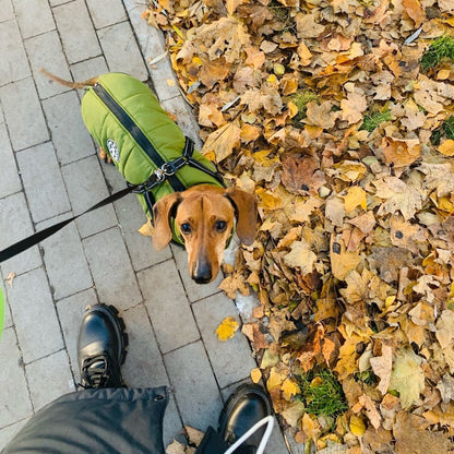 Dachshund looking up at the camera from a pavement edged with fallen leaves, wearing the green jacket with harness on a black lead. 7