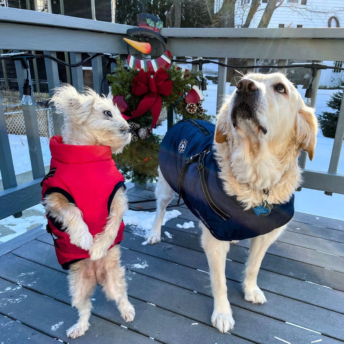 Two dogs on a snowy wooden deck, a small fluffy one in a red jacket and a large cream one in navy. 8