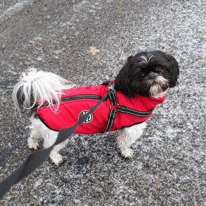 Small black and white shih tzu on a frosty pavement, wearing the red jacket with reflective harness straps and a back zip. 9