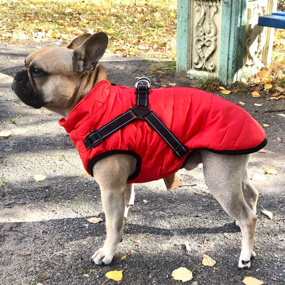 French bulldog standing on a path strewn with autumn leaves, wearing a red quilted jacket with black harness straps across the back. 1