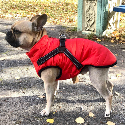 French bulldog standing on a path strewn with autumn leaves, wearing a red quilted jacket with black harness straps across the back. 1