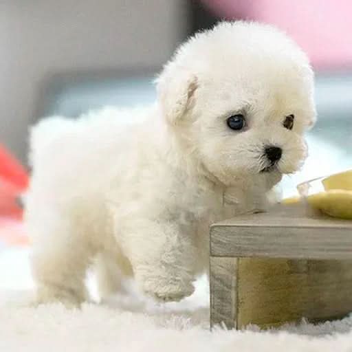Fluffy white plush puppy taking a step on a soft white rug beside a small wooden stool. 4