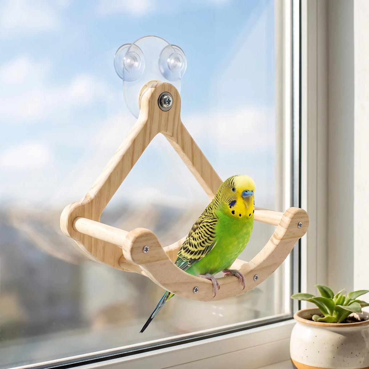 Green and yellow budgerigar perched on the curved wooden swing, which is suction-mounted to a sunny window beside a potted succulent. 2