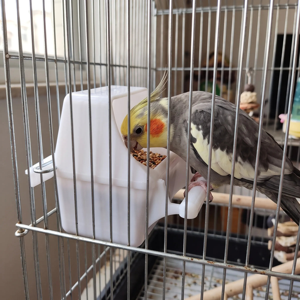 Grey cockatiel with a yellow crest and orange cheek eating seed from the white feeder, which hangs on the cage bars. 3