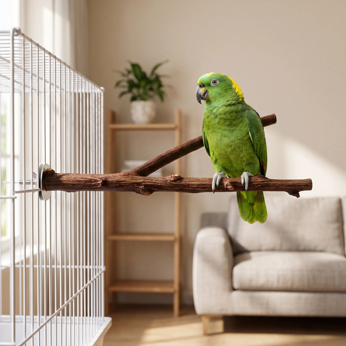 Green parrot with a yellow crown perched on the forked wooden branch, bolted to a white cage in a bright living room. 2