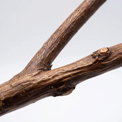 Close-up of the fork where two branches join, showing the rough brown bark texture and small knots of the natural wood. 3