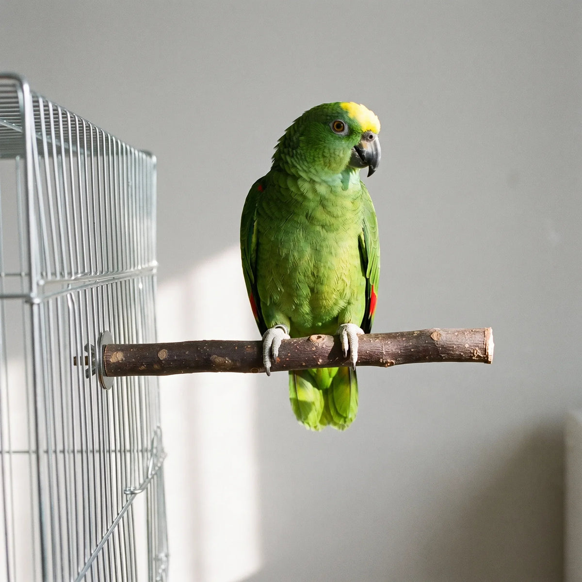 Green parrot with a yellow crown perched on a straight wooden branch bolted to the side of a metal cage. 2