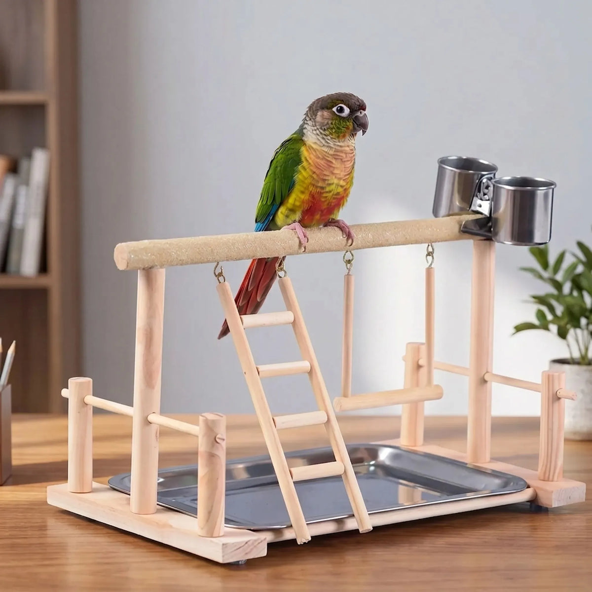 Conure standing on a sand-textured top perch of the wooden playground, set on a table beside books and a plant. 3