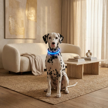 Dalmatian sitting in a cream living room wearing the collar, which glows blue around its neck. 2