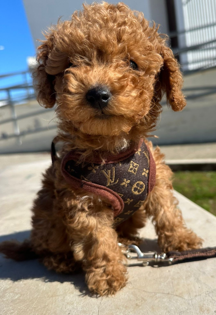 Dog Harness and Leash Set – PawLuxe