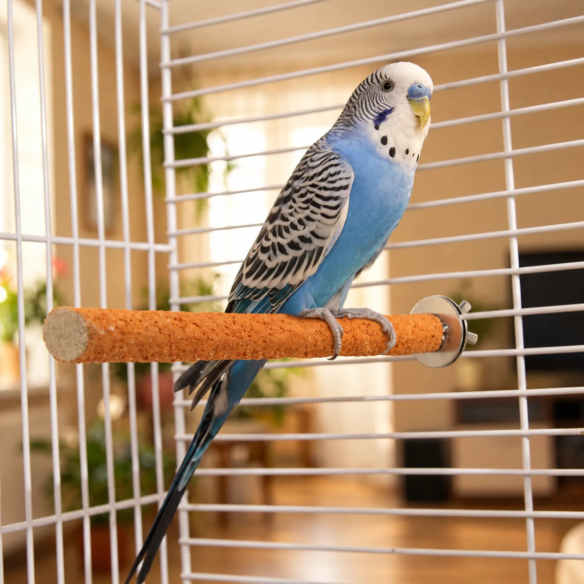 Blue and white budgerigar gripping an orange rough perch mounted on the bars of a white cage in a living room. 3