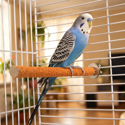 Blue and white budgerigar gripping an orange rough perch mounted on the bars of a white cage in a living room. 3