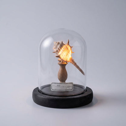 Seashell Inspired Nightlight -  Ocealyn