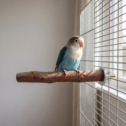Blue and white lovebird perched on the wooden branch, which is bolted to a wire cage beside a sunlit window. 2