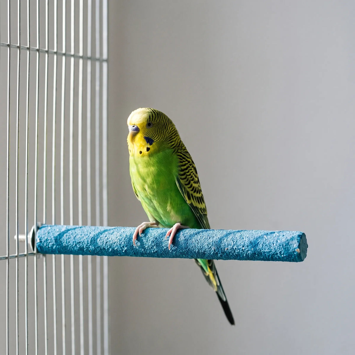 Green and yellow budgerigar standing on a blue textured pole bolted to the bars of a cage. 3