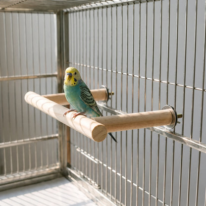 A blue and yellow budgerigar sitting on the wooden perch, which is bolted inside a wire cage. 2