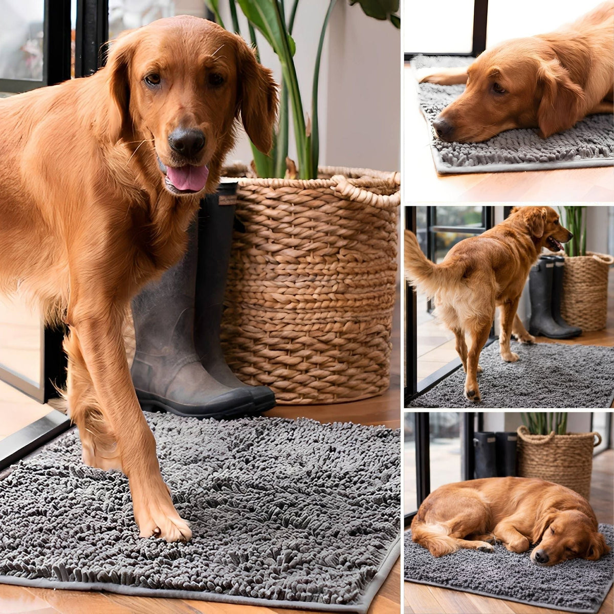 Collage of a golden-red dog on a grey chenille mat by a door: standing, resting its head, walking away and asleep. 5