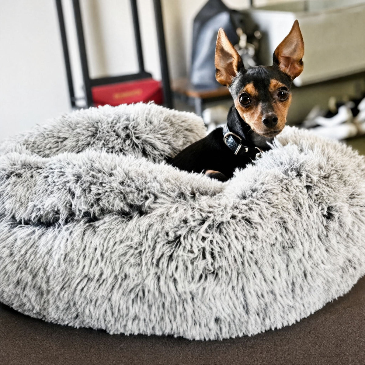 Small black and tan dog with pricked ears and a collar sitting in the grey shaggy bed with its hood folded back. 10