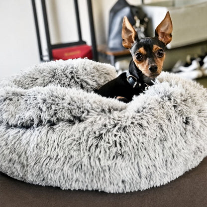 Small black and tan dog with pricked ears and a collar sitting in the grey shaggy bed with its hood folded back. 10