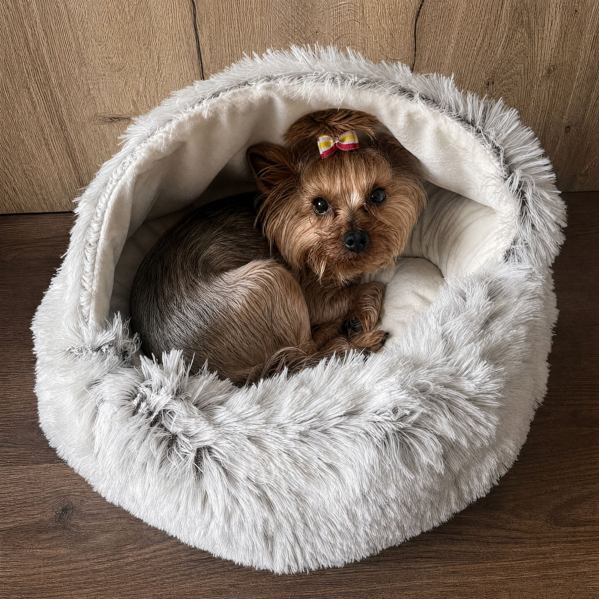 Small Yorkshire terrier with a striped hair bow curled up inside the bed beneath its open hood. 9