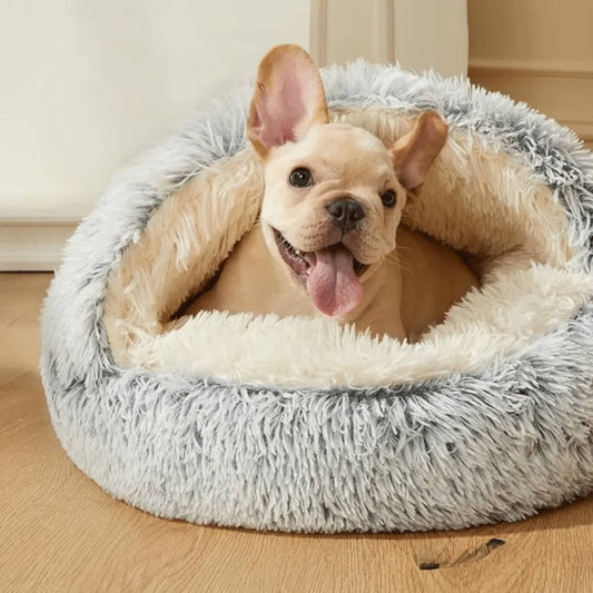 Cream French bulldog puppy with tongue out resting inside a grey shaggy hooded bed on a wooden floor. 1