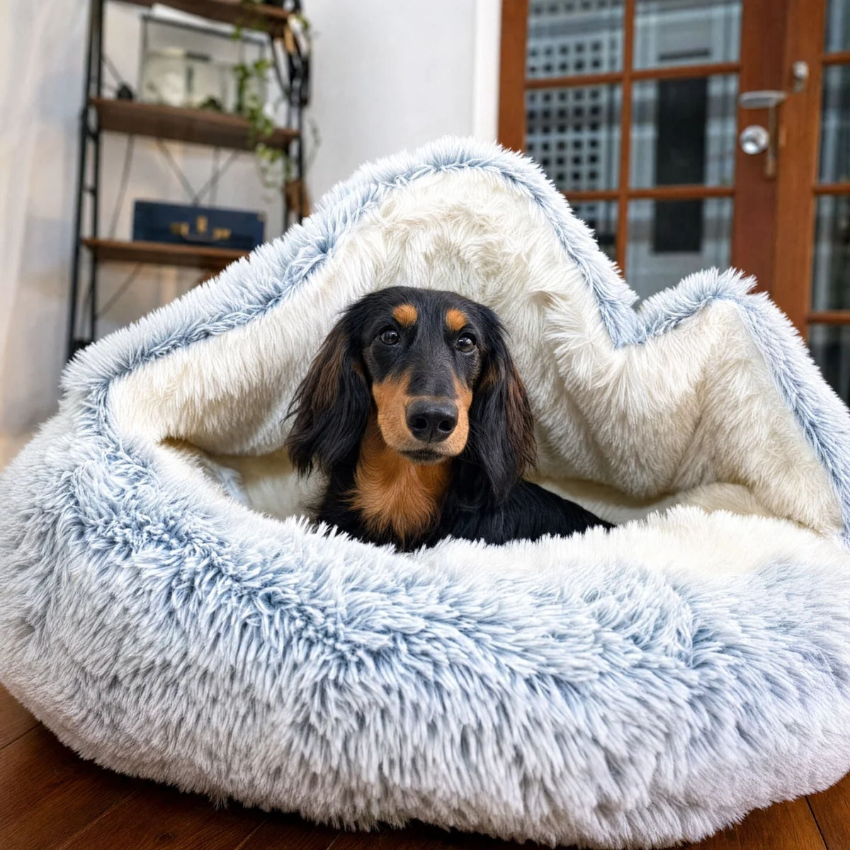 Black and tan dachshund sitting in the bed with its plush hood lifted up behind, in a living room. 3