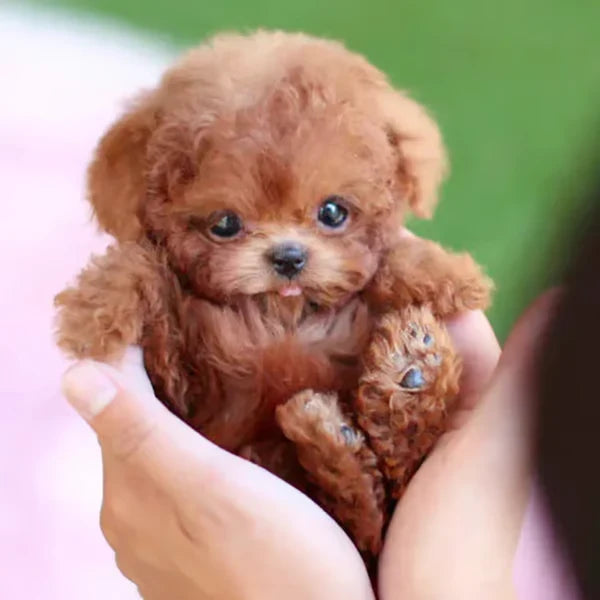 Tiny reddish-brown curly plush puppy held in cupped hands against a green background, showing its paw pads and tongue. 6