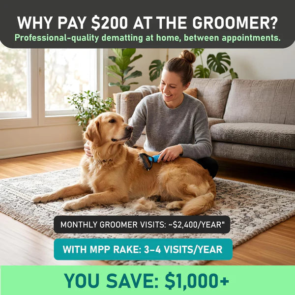 Woman sitting on a rug at home grooming a golden retriever with the blue rake, with loose fur beside them. 2