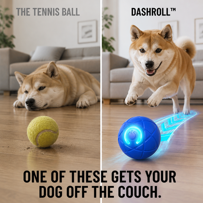 Split image: dog lying bored beside a tennis ball, and the same dog excitedly chasing the blue ball 6