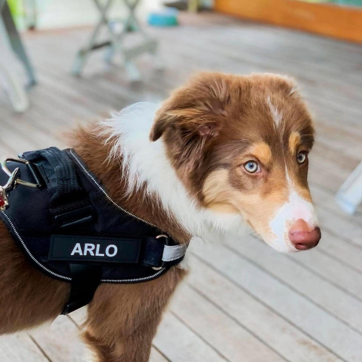 Personalized Dog Harness - Reflective & Supportive Design 14