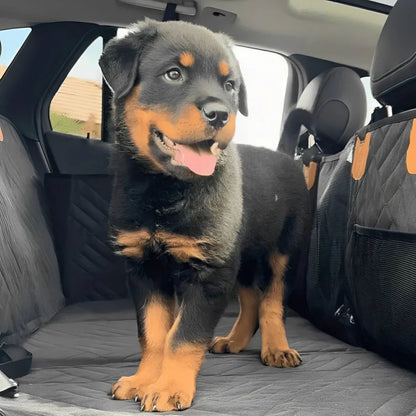 Rottweiler puppy standing on the black quilted cover in the back of a car, with a mesh pocket on the side panel. 10