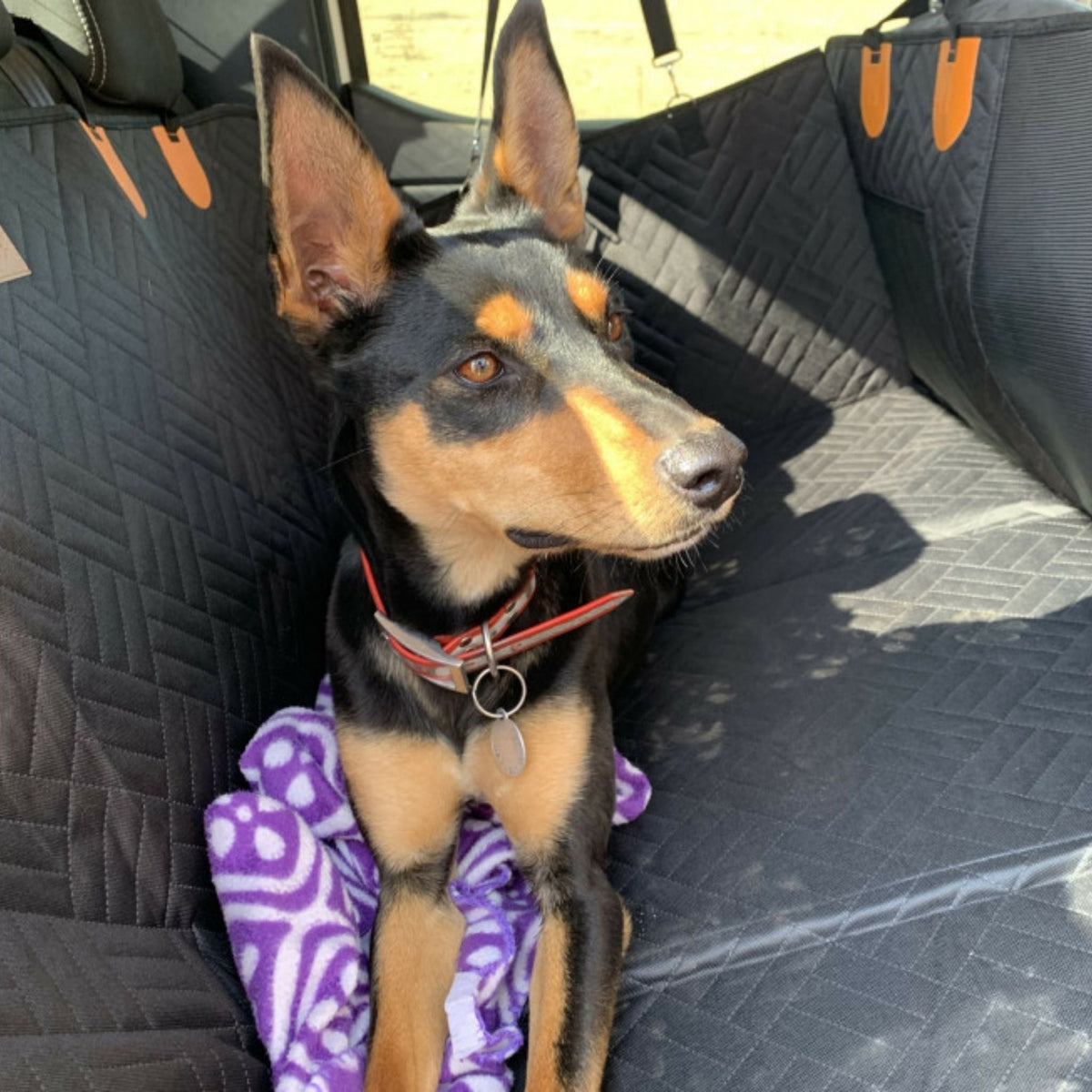 Slim black-and-tan dog with upright ears sitting on the black quilted cover, resting on a purple fleece blanket. 2