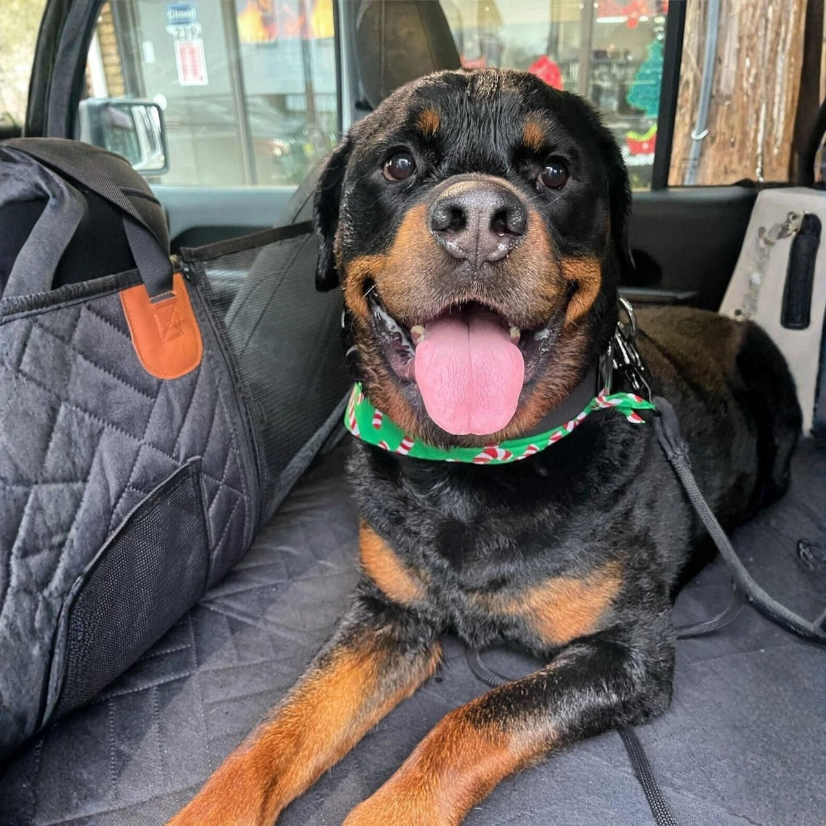 Smiling Rottweiler in a green festive bandana lying on the black quilted cover, with a mesh pocket panel visible beside it. 3