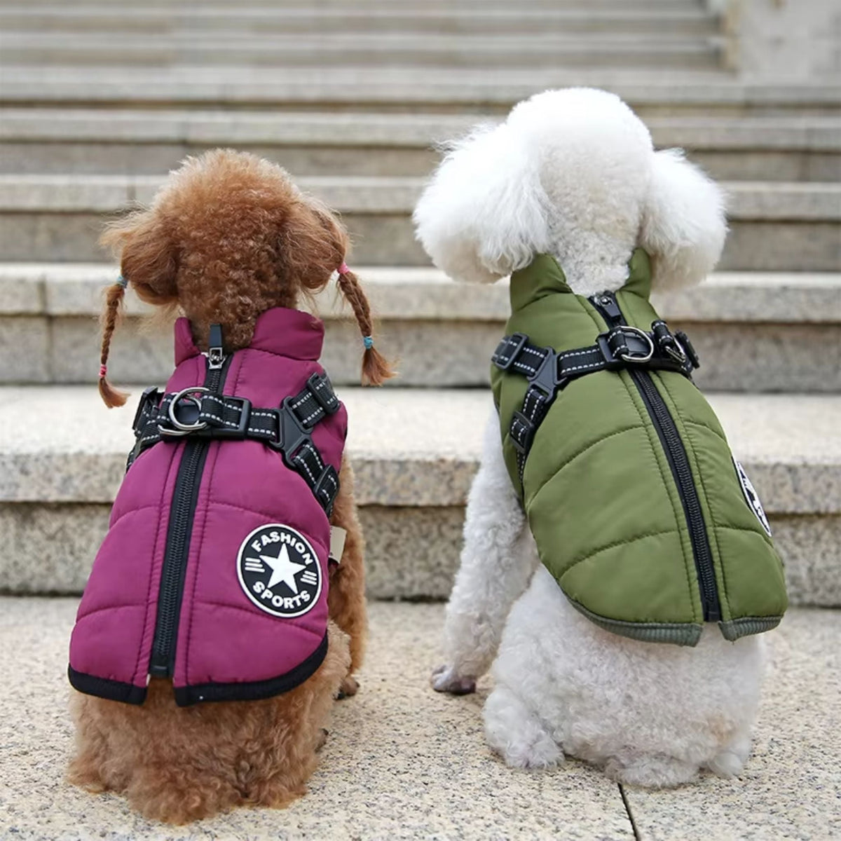 Two small curly dogs seen from behind on stone steps, one in a purple-pink coat and one in green, showing zip and harness. 9