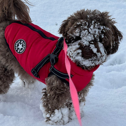 Small brown dog with snow on its face, standing in snow in the red padded coat with black reflective harness straps. 11